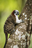 Geoffroy's tamarin (Saguinus geoffroyi), Gamboa, Panama, December