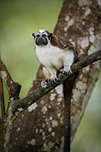 Geoffroy's tamarin (Saguinus geoffroyi), Gamboa, Panama, December