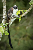 Geoffroy's tamarin (Saguinus geoffroyi), Gamboa, Panama, November