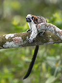 Geoffroy's Tamarin (Saguinus geoffroyi), Gamboa, Panama