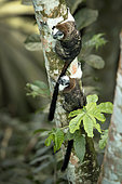 Geoffroy's tamarin (Saguinus geoffroyi), pair on cecropia tree trunk, Gamboa, Panama, November