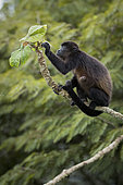 Mantled Howler monkey (Alouatta palliata), showing infestation by a Botfly (Cuterebra baeri), Gamboa, Panama, November