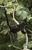 Mantled Howler monkey (Alouatta palliata), showing infestation by a Botfly (Cuterebra baeri), Gamboa, Panama, November