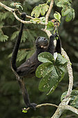 Mantled Howler monkey (Alouatta palliata), showing infestation by a Botfly (Cuterebra baeri), Gamboa, Panama, November