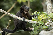 Mantled Howler monkey (Alouatta palliata), showing infestation by a Botfly (Cuterebra baeri), Gamboa, Panama, November