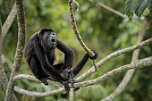 Mantled Howler Monkey (Alouatta palliata), calling from cecropia tree, Gamboa, Panama, december