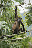 Mantled Howler Monkey (Alouatta palliata), calling from cecropia tree, Gamboa, Panama, december