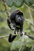 Mantled Howler Monkey (Alouatta palliata), holding cecropia tree leaves, Gamboa, Panama, december