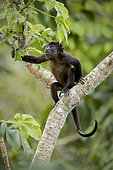 Mantled Howler Monkey (Alouatta palliata), young specimen, Gamboa, Panama, November