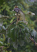 Green iguana (Iguana iguana), adult feeding on Cecropia leaves under rain, Panama, July