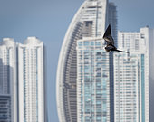 Magnificent Frigatebird (Fregata magnificens), juvenile flying against skyscrapers, Punta Pacifica, Panama City, Panama, March