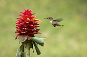 Scintillant Hummingbird (Selasphorus scintilla), female feeding on Costus comosus flower, Chiriquí, Panama, February