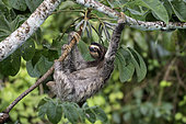 Brown-throated Three-toed Sloth (Bradypus variegatus), Gamboa, Panama