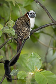 Geoffroy's Tamarin (Saguinus geoffroyi), Gamboa, Panama, July