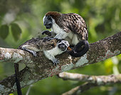 Geoffroy's Tamarin (Saguinus geoffroyi), adult grooming young, Gamboa, Panama, July