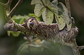 Brown-throated Three-toed Sloth (Bradypus variegatus), soaked after downpour, Panama