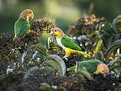 White-bellied Parrot (Pionites leucogaster), Mato Grosso, Brazil, June