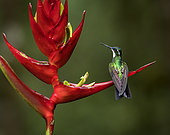 White-throated Mountain-gem (Lampornis castaneoventris), on heliconia flower, Chiriquí, Panama, February