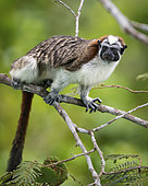 Geoffroy's Tamarin (Saguinus geoffroyi), Gamboa, Panama