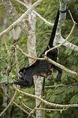 mantled Howler Monkey (Alouatta palliata), female feeding on cecropia tree leaves with baby hanging upside down
