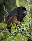 Mantled Howler monkey (Alouatta palliata), female with infant, Gamboa, Panama, November