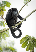 Mantled Howler Monkey (Alouatta palliata), adult male on cecropia tree, Gamboa, Panama, December