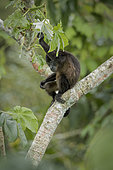 Mantled Howler Monkey (Alouatta palliata), young on cecropia tree, Gamboa, Panama, december