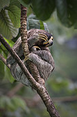 Brown-throated Three-toed Sloth (Bradypus variegatus), Gamboa, Panama