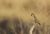 Sociable Weaver (Philetairus socius) - Male, perching in the vicinity of its nest. Kalahari Desert, Kgalagadi Transfrontier Park, South Africa.
