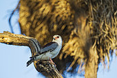 Pygmy Falcon (Polihierax semitorquatus) - Female. In the vicinity of a communal nest of Sociable Weavers (Philetairus socius). Kalahari Desert, Kgalagadi Transfrontier Park, South Africa.