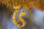 Cape Cobra (Naja nivea) - Raiding a huge communal nest of sociable weavers (Philetairus socius). Its venom is neurotoxic and fatal in humans. Kalahari Desert, Kgalagadi Transfrontier Park, South Africa.