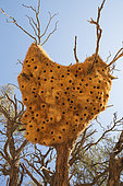 Huge communal nest of Sociable Weavers (Philetairus socius) with its numerous chambers. In a camelthorn tree (Acacia erioloba). Kalahari Desert, Kgalagadi Transfrontier Park, South Africa.