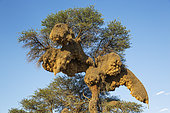 Huge communal nest of Sociable Weavers (Philetairus socius) in a camelthorn tree (Acacia erioloba). Kalahari Desert, Kgalagadi Transfrontier Park, South Africa.