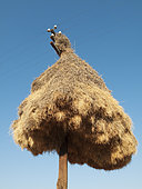 Huge communal nest of Sociable Weavers (Philetairus socius) at a telephone pole at the N14 road a few kilometers east of the town of Upington. Kalahari Desert, Northern Cape province, South Africa.