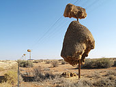 Huge communal nest of Sociable Weavers (Philetairus socius) at a telephone pole at the N10 road between the town of Upington and the Namibian border. Kalahari Desert, Northern Cape province, South Africa.