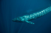 Blue whales (Balaenoptera musculus), Terceira Island, Azores, Portugal, Atlantic Ocean