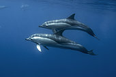 Short nose common dolphin(Delphinus delphis, Terceira Island, Azores, Portugal, Atlantic Ocean