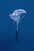 Portuguese Man O'war (Physalia physalis), Azores, Portugal, Atlantic Ocean