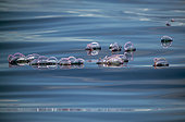 Portuguese Man O'war (Physalia physalis), Azores, Portugal, Atlantic Ocean