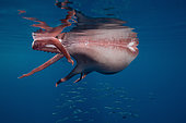 Seven-arm octopus (Haliphron atlanticus) killed by a sperm whale and Atlantic horse mackerel (Trachurus trachurus)Terceira Island, Azores, Portugal, Atlantic Ocean