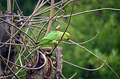 Rose-ringed Parakeet (Psittacula krameri) on a branch, Ile de France, France