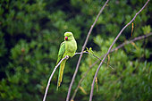 Rose-ringed Parakeet (Psittacula krameri) on a branch, Ile de France, France