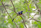 White-rumped Shama (Copsychus malabaricus) on a branch, Wilpattu Forest, Sri Lanka