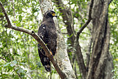 Crested Serpent-Eagle (Spilornis cheela) on a branch, Wilpattu Forest, Sri Lanka