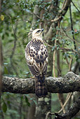 Crested Hawk-Eagle (Spizaetus cirrhatus) Immature on a branch, Wilpattu Forest, Sri Lanka