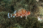 Madeira rockfish (Scorpaena maderensis), Azores, Portugal, Atlantic Ocean