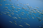 School of Atlantic horse mackerel (Trachurus trachurus), Azores, Portugal, Atlantic Ocean