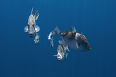 Ocean Triggerfishes (Canthidermis sufflamen), Terceira Island, Azores, Portugal, Atlantic Ocean