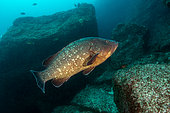 Dusky Grouper (Epinephelus marginatus), Azores, Portugal, Atlantic Ocean