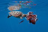 Tortue caouanne (Caretta caretta) mangeant une pieuvre à sept bras (Haliphron atlanticus) sous la surface, Açores, Atlantique Nord